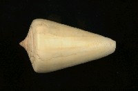 藏品(蠟黃芋螺)的圖片